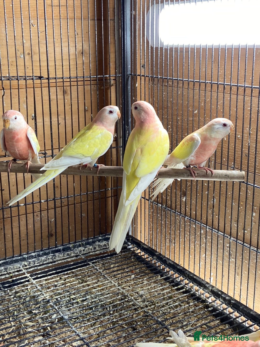 Cockatiels birds for sale: Cockatiels , love birds and bourkes  - Image 3