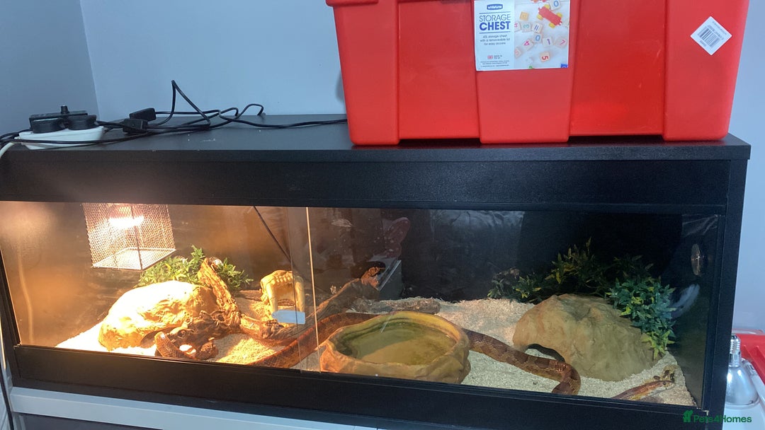 Corn Snake reptiles for sale: Corn snake and tank for sale  - Image 2