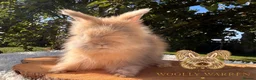 Angora rabbits for sale: Fully Vaccinated Pedigree English Angoras  - Advert 15