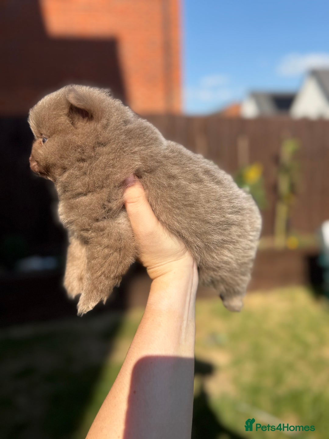 Pomeranian dogs for sale: Gorgeous Lilac Pomeranian Puppy - Image 5