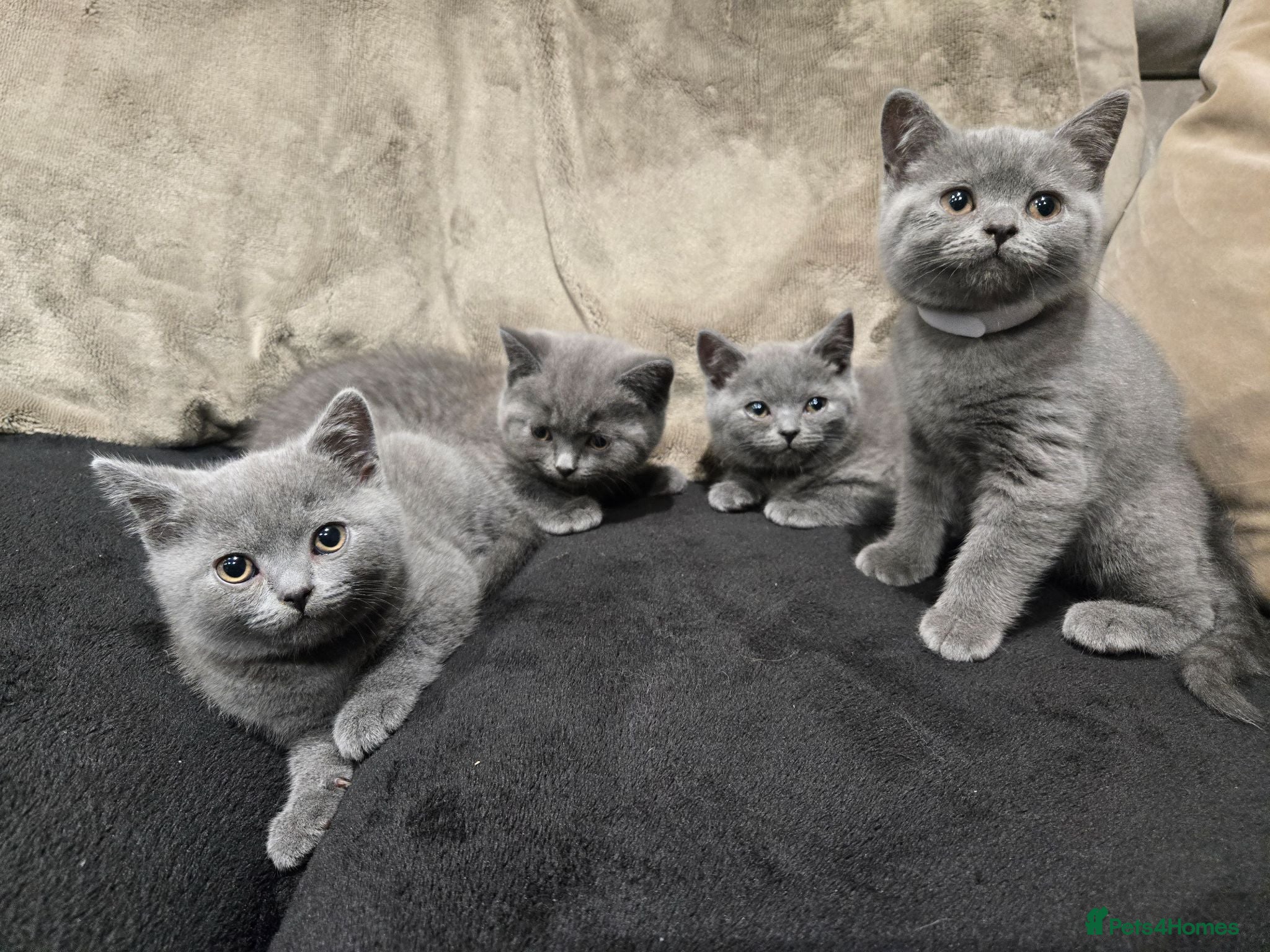 British Shorthair cats British Shorthair kittens READY NOW - Advert 14