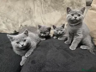 British Shorthair cats British Shorthair kittens READY NOW - Advert 14