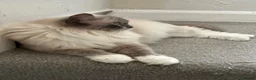 Ragdoll cats for sale: GCCF registers adult blue mitted female - Advert 13