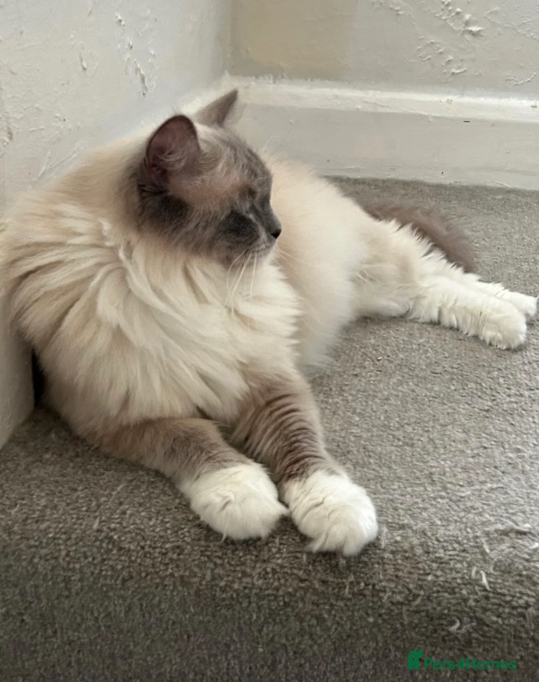 Ragdoll cats for sale: GCCF registers adult blue mitted female - Advert 13