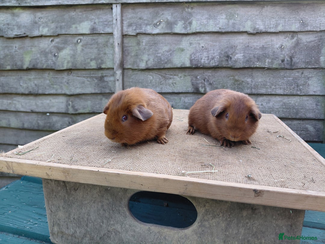 Guinea Pig rodents for sale: Showable Male PEGoldens in Whitchurch - Image 3