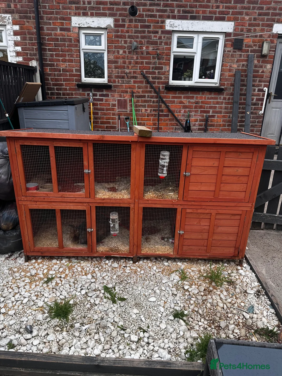 Mixed Breed rabbits for sale: Rabbit for sale  in Doncaster - Advert 6