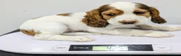 Cocker Spaniel dogs for sale: Beautiful KC Reg. Cocker Spaniels price reduced..  - Advert 15