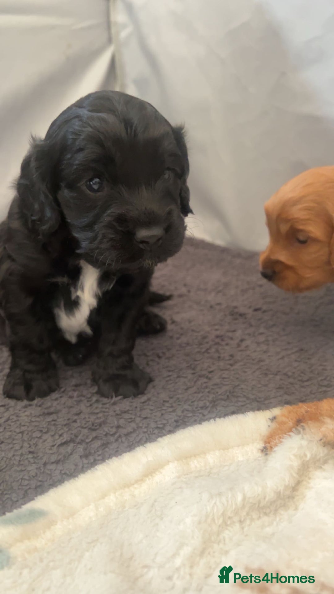 Cockapoo dogs for sale: Beautiful f2 cockapoo pups - Advert 7