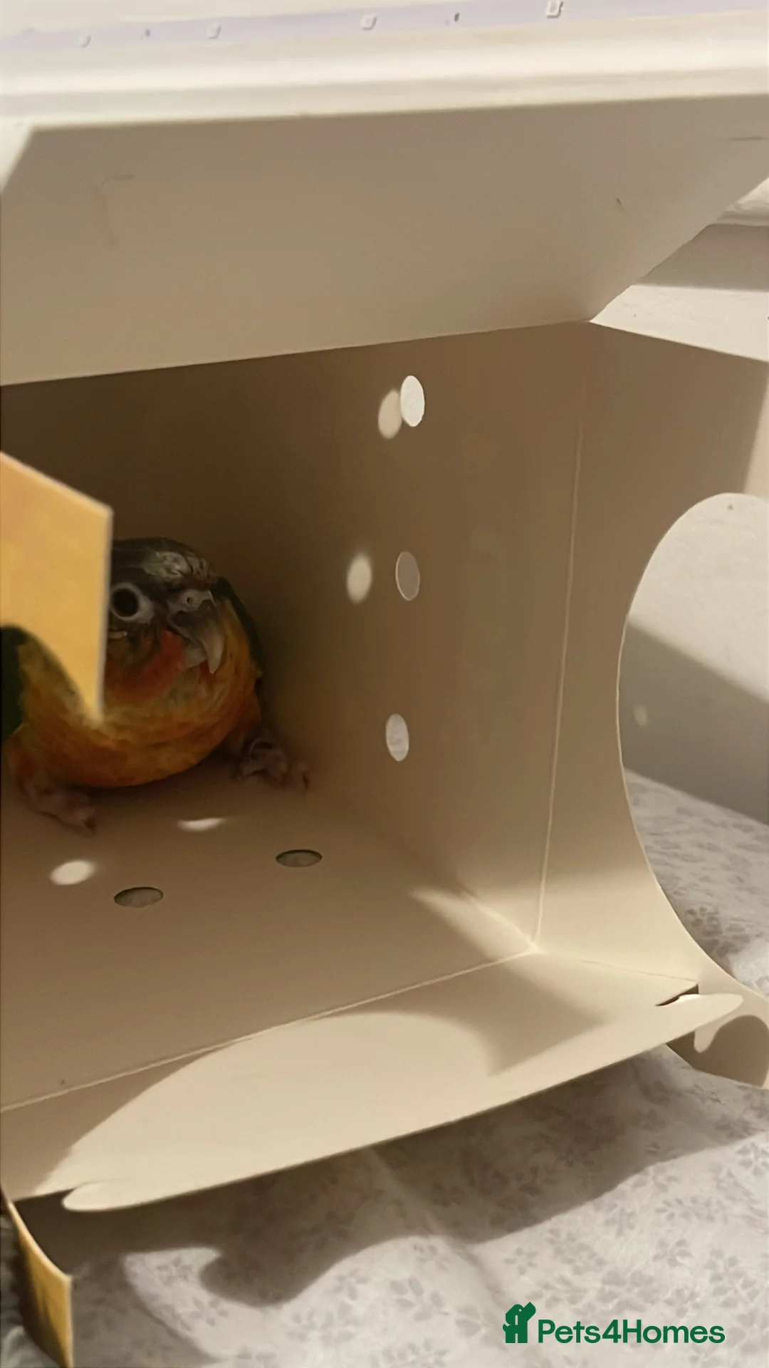 Conures birds for sale: yellow sized conure  - Advert 5