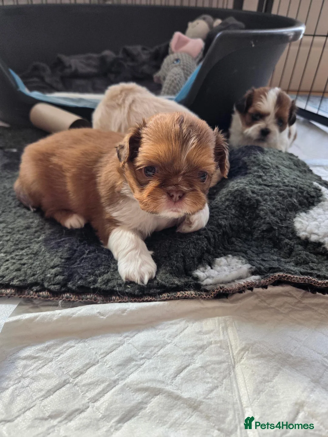 Shih Tzu dogs for sale: Imperial Shitzu Female Pups - Advert 2