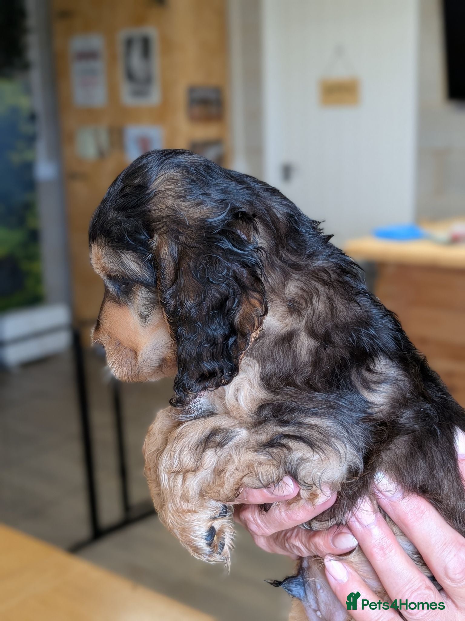 Cockapoo dogs Gorgeous cockapoos - Advert 5