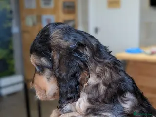 Cockapoo dogs Gorgeous cockapoos - Advert 5
