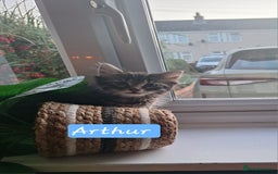 Domestic Shorthair cats for sale: 2 male kittens ready to leave today!  - Image 23