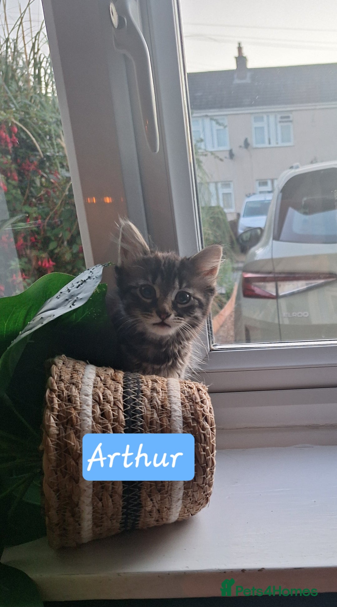 Domestic Shorthair cats for sale: 2 male kittens ready to leave today!  - Image 23