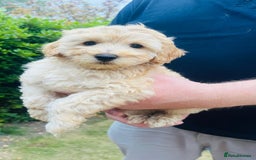 Labradoodle dogs for sale: Chunky Miniature Soft Curled Labradoodle Pups - Image 16