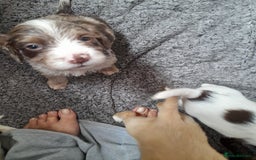 Sprocker dogs for sale: Gorgeous Sprocker x Sproodle pups. - Image 13