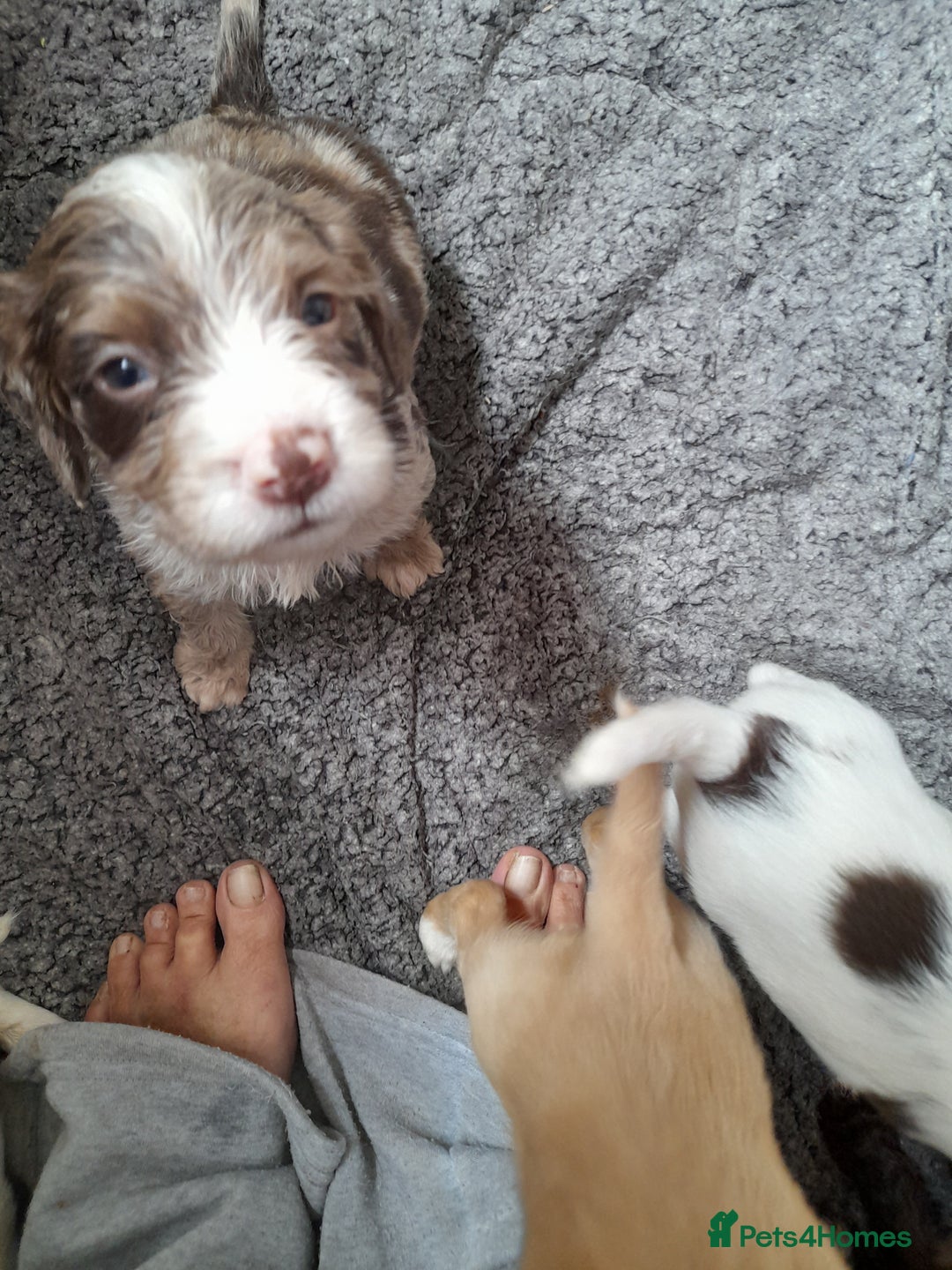 Sprocker dogs for sale: Gorgeous Sprocker x Sproodle pups. - Image 13