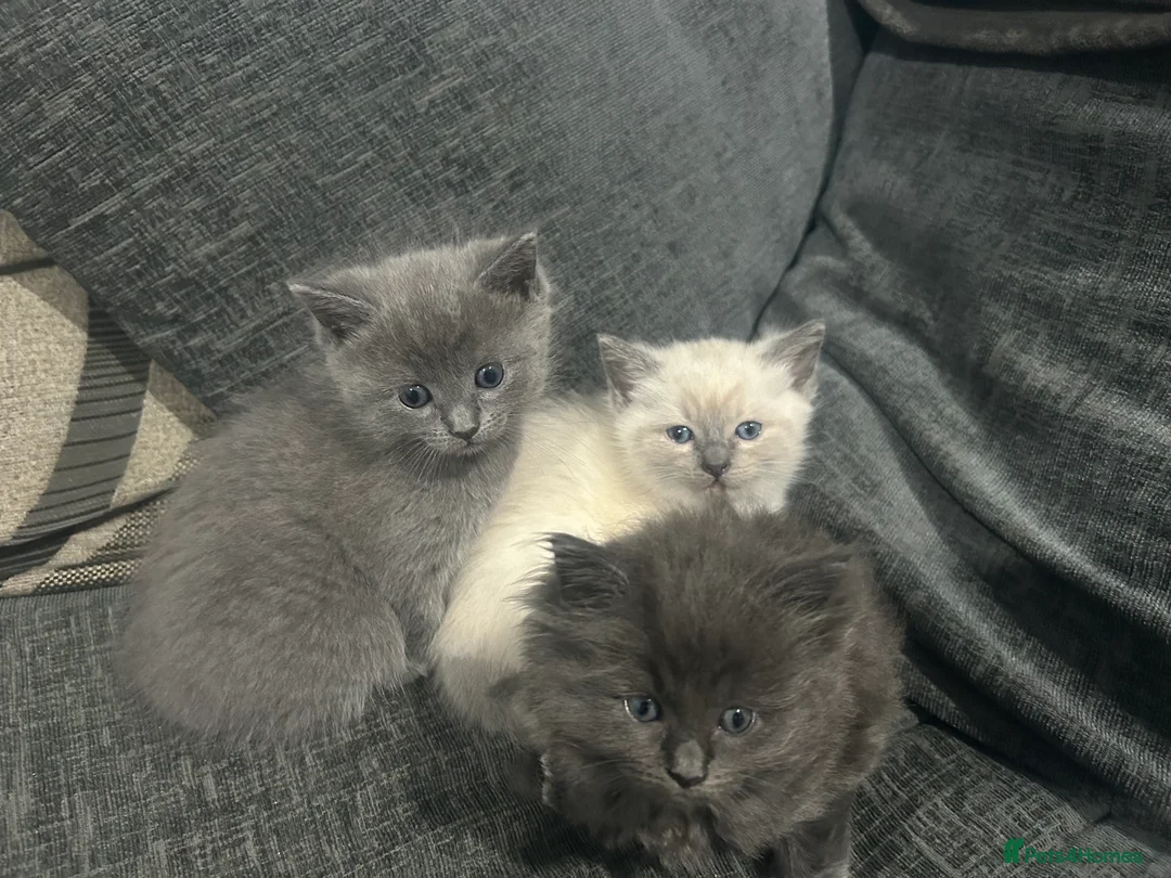 Ragdoll cats for sale: give one of these rare ragdolls a forever home  - Advert 7