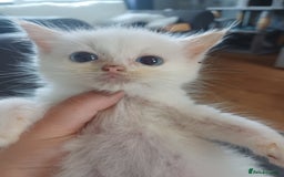 Ragdoll cats for sale: 3 gorgeous fluffy ragdoll kittens  - Image 4