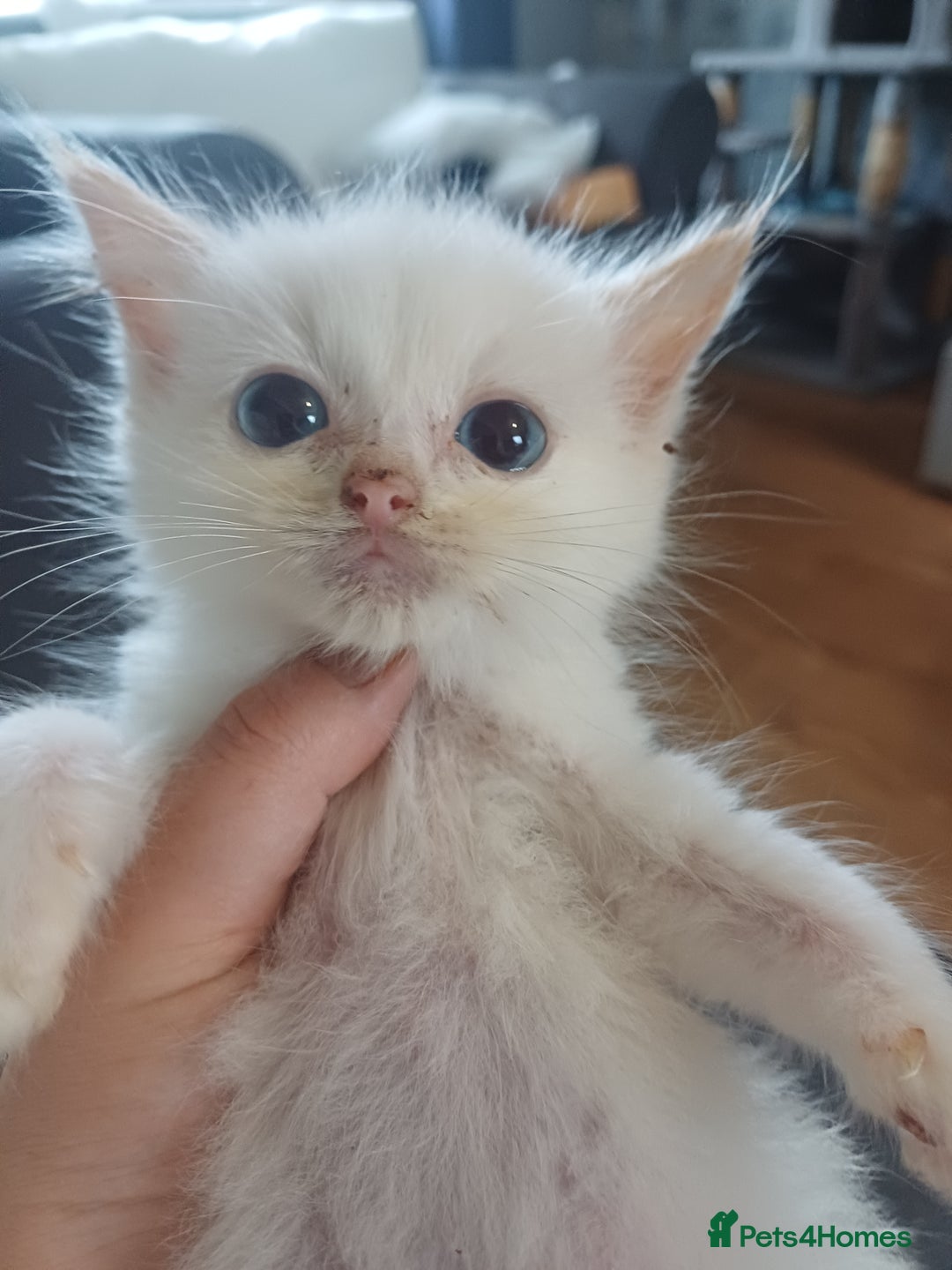 Ragdoll cats for sale: 3 gorgeous fluffy ragdoll kittens  - Image 4