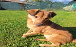 Mixed Breed dogs for adoption: Fajitas for adoption - Image 6