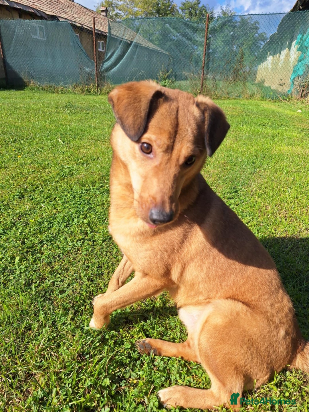 Mixed Breed dogs for adoption: Fajitas for adoption - Image 6