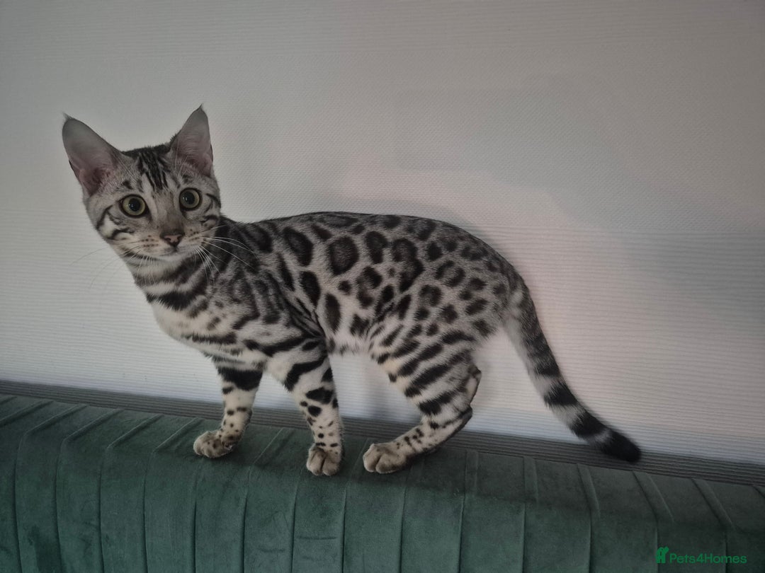 Bengal cats for sale: Silver bengal kitten female - Advert 2