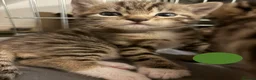 Bengal cats for sale: Beautiful Bengal Cross Kittens - Advert 15