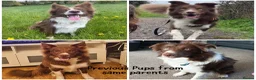 Border Collie dogs for sale: KC Registered 7 Red & White Border Collie Pups  - Advert 11