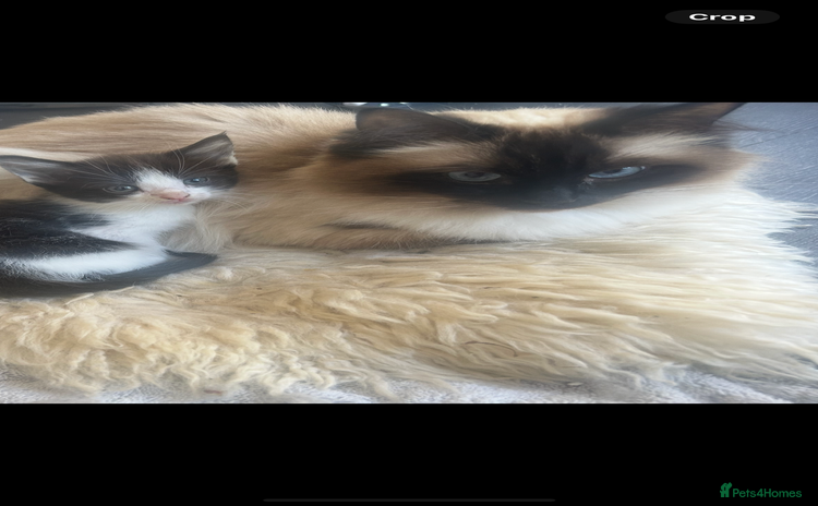 Mixed Breed cats - Advert 13