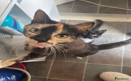 Domestic Shorthair cats for sale: 2 Ginger male kittens available  - Image 16