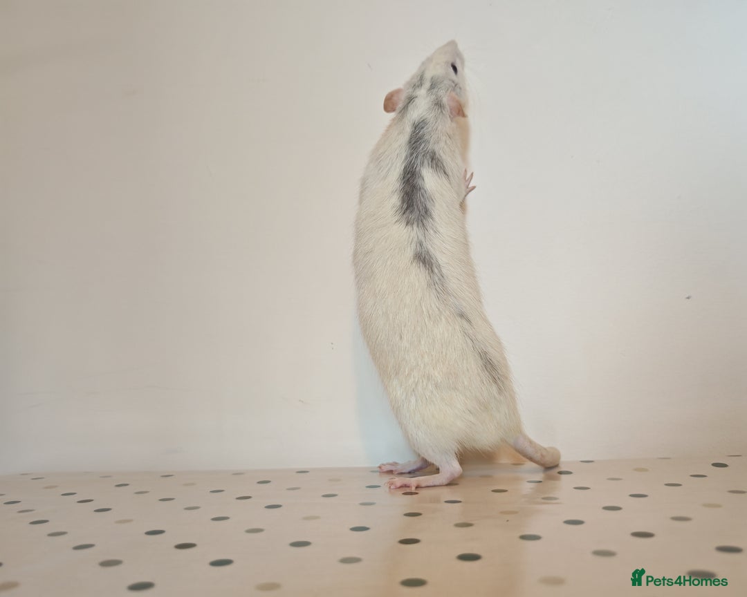 Rat rodents for sale: Trio of Male Dumbo Rats and Cage - Advert 15