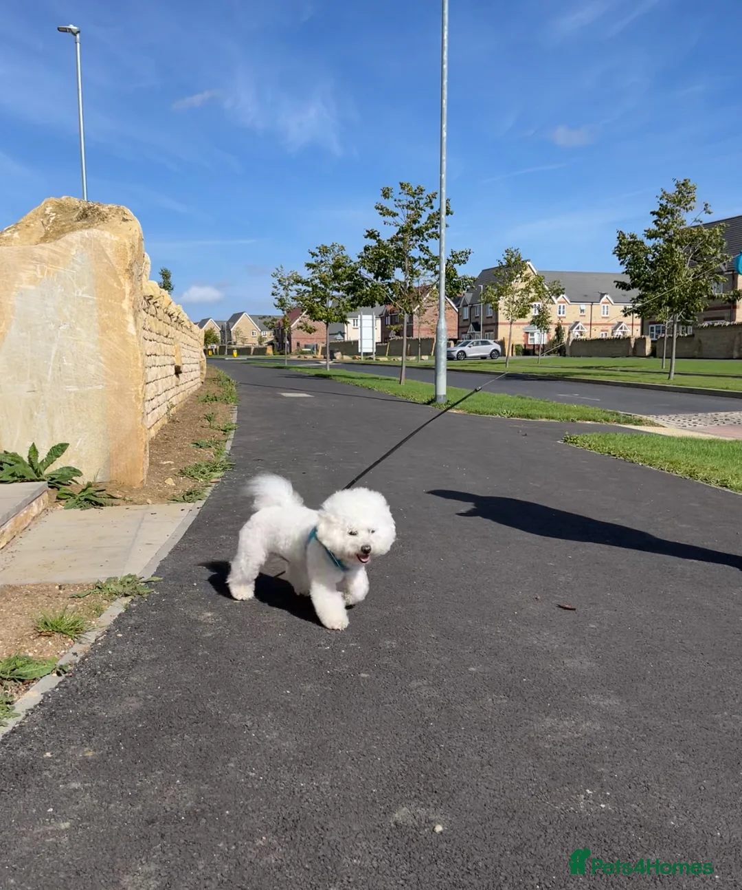 Bichon Frise dogs for stud: Bichon Frise for stud in Corby - Advert 7