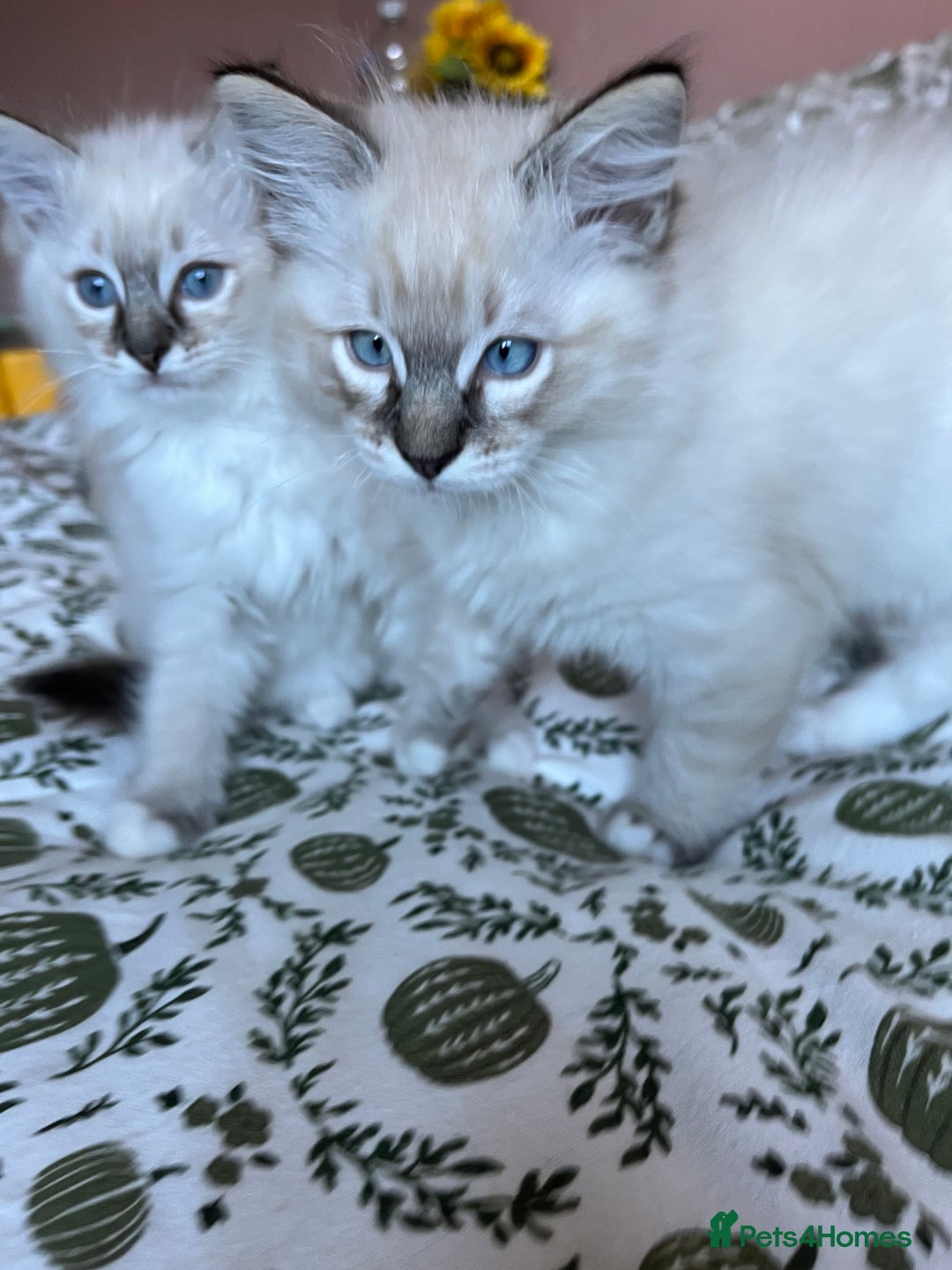 Ragdoll cats for sale: Ragdoll Kittens - Image 3
