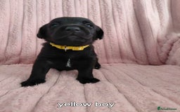 Borador dogs for sale: Beautiful borador puppies. - Image 3