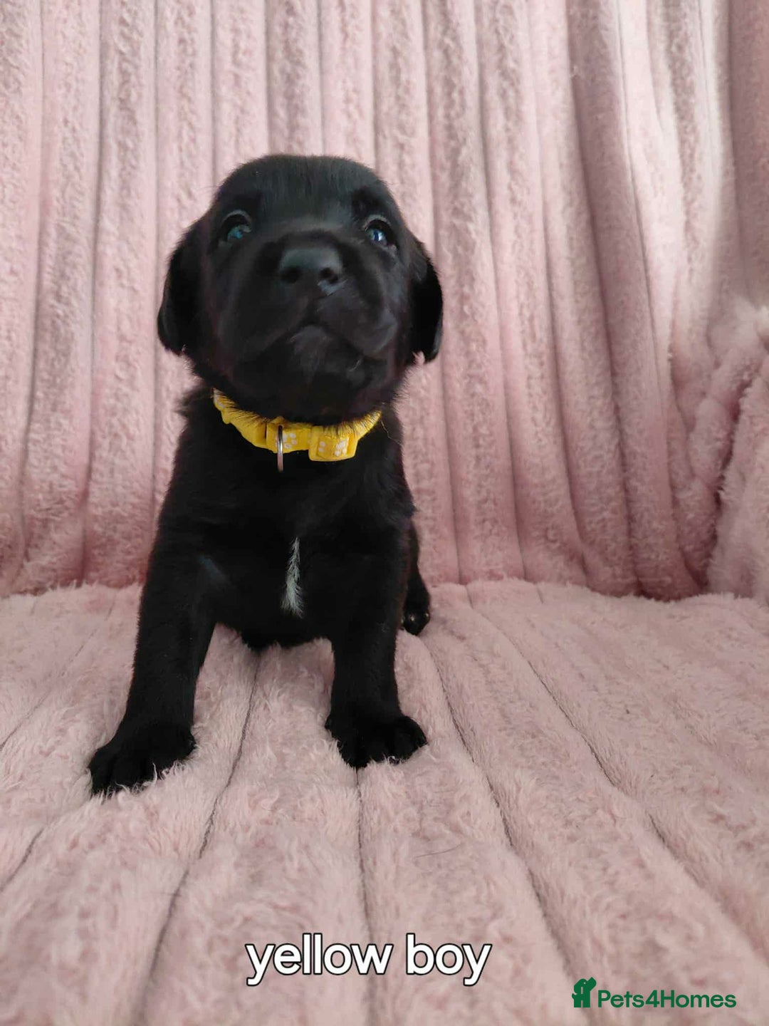 Borador dogs for sale: Beautiful borador puppies. - Image 3
