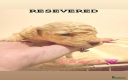 Miniature Poodle dogs for sale: Miniature Poodle  - Advert 8