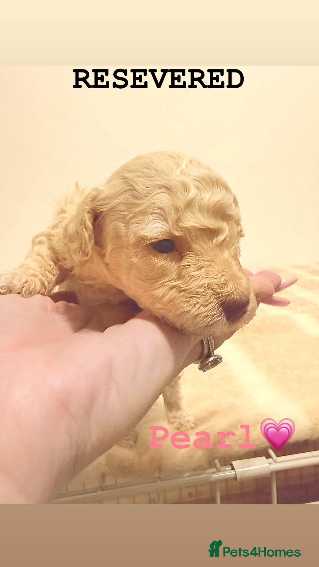 Miniature Poodle dogs for sale: Miniature Poodle  - Advert 8