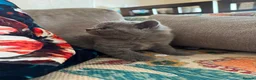 British Shorthair cats for sale: Pedigree British Shorthair Kittens, Excellent Bloo in London - Advert 21