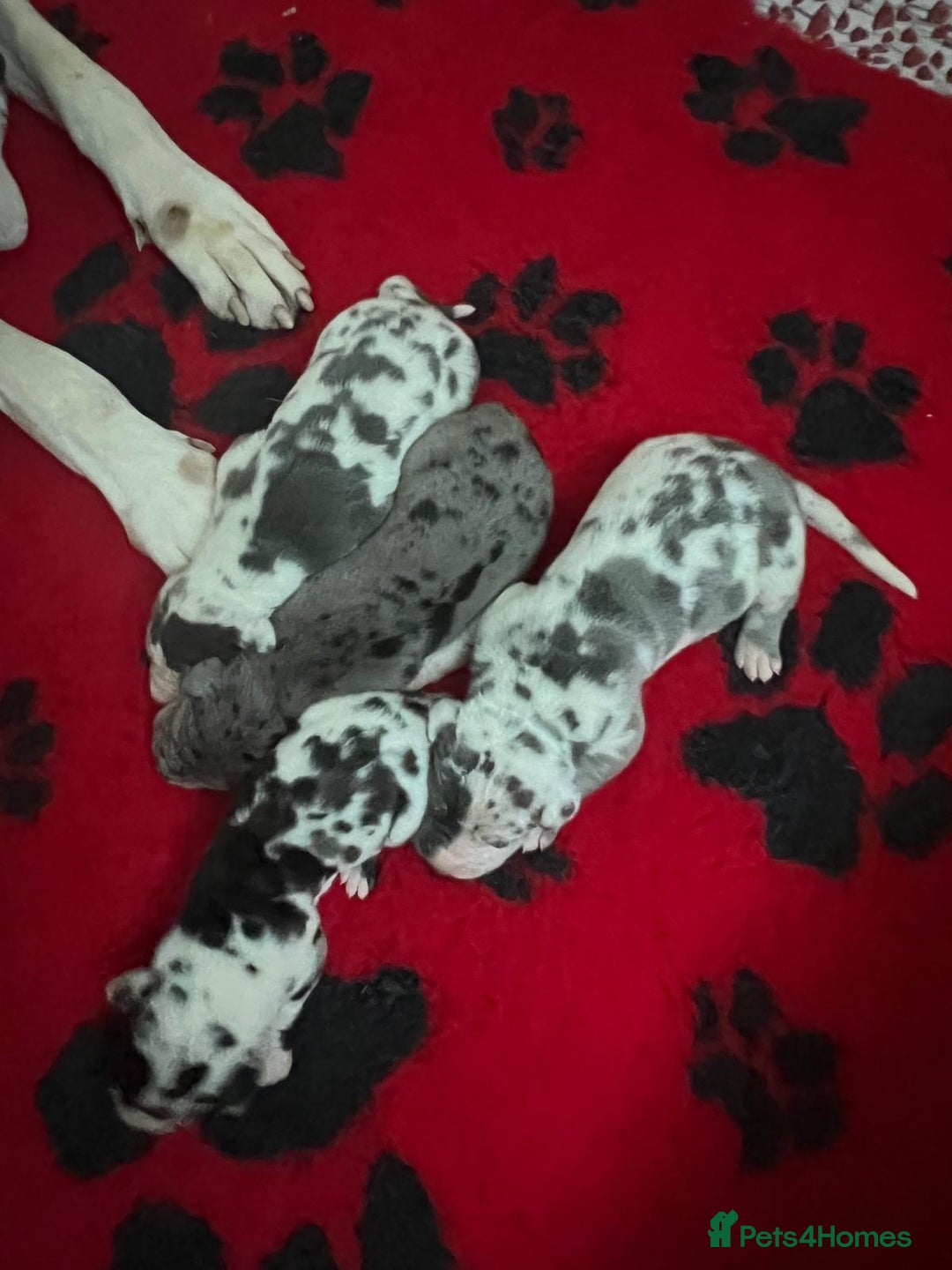 Great Dane dogs for sale: Purebred Great Dane Puppies – European Bloodline  - Image 7