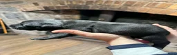 Staffordshire Bull Terrier dogs for sale: Staffordshire bull terrier - Advert 4