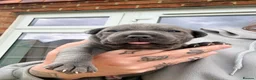 Staffordshire Bull Terrier dogs for sale: Outstanding Blue Staffordshire Bull Terrier Puppys - Advert 5