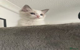 Ragdoll cats for sale: GCCF pedigreed ragdoll kittens READY TO LEAVE  - Image 4