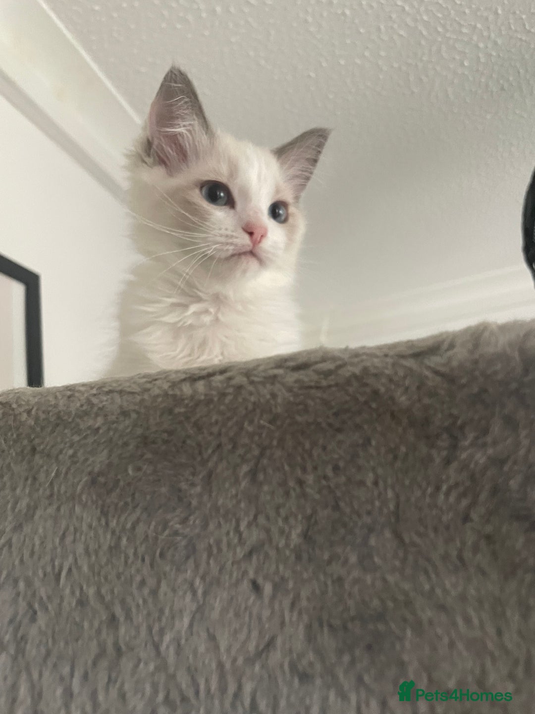 Ragdoll cats for sale: GCCF pedigreed ragdoll kittens READY TO LEAVE  - Image 4