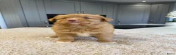 Nova Scotia Duck Tolling Retriever dogs for sale: Chunky adorable Nova Scotia puppies  - Advert 15