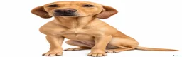 Labrador Retriever dogs for sale: Lady Luck (Miss Pink)-Grace (Kësem) - Advert 1