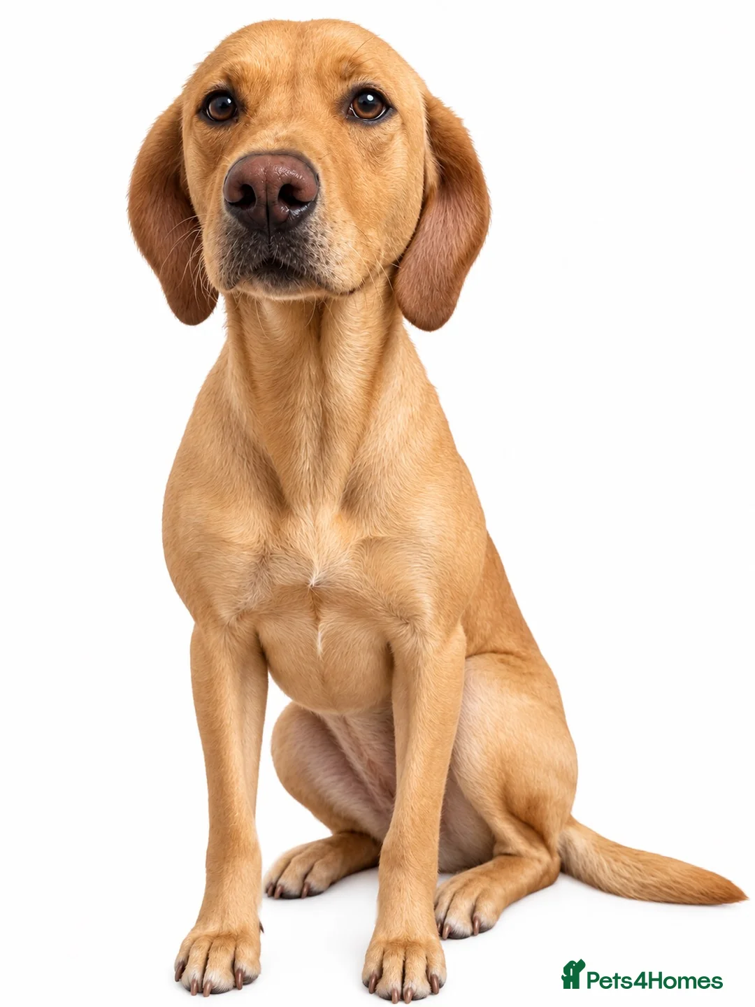 Labrador Retriever dogs for sale: Lady Luck (Miss Pink)-Grace (Kësem) - Advert 1