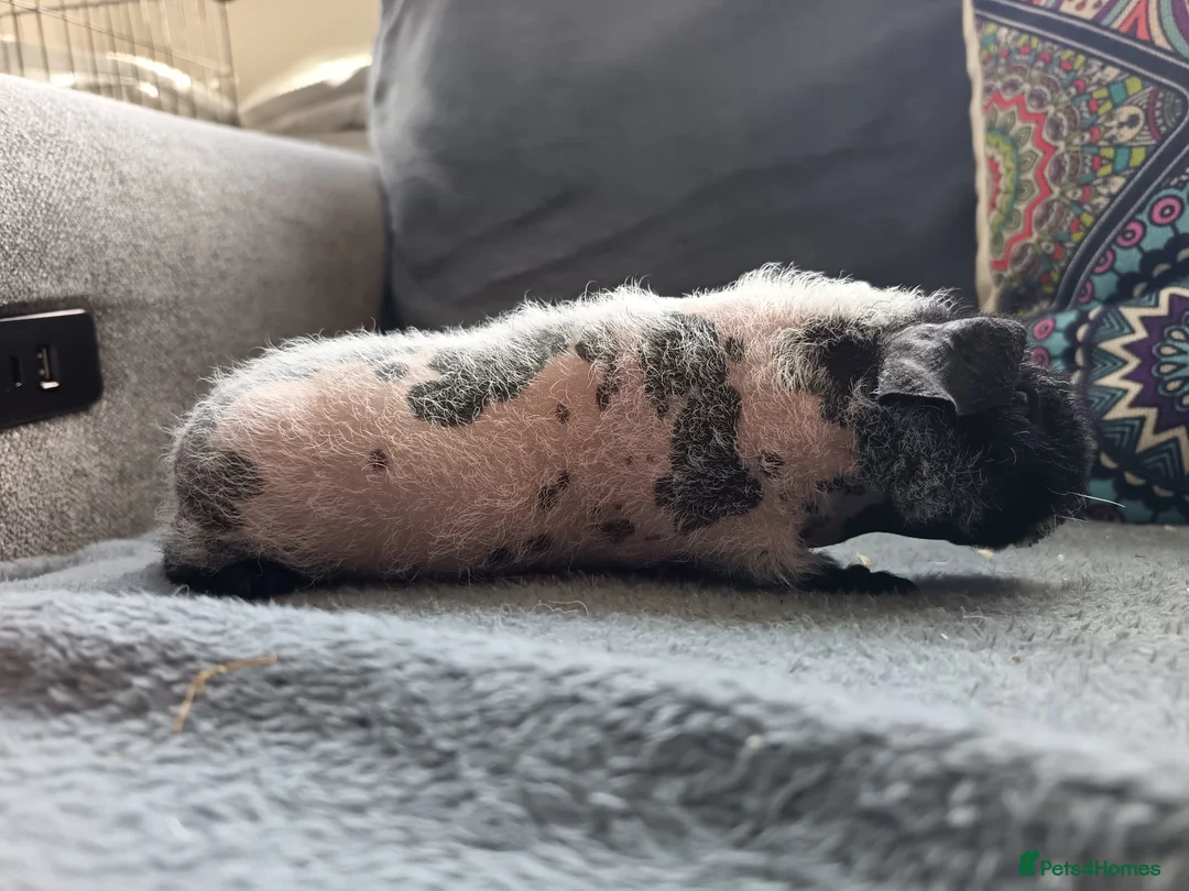 Guinea Pig rodents for sale: Skinny/werewolf pigs - Advert 2