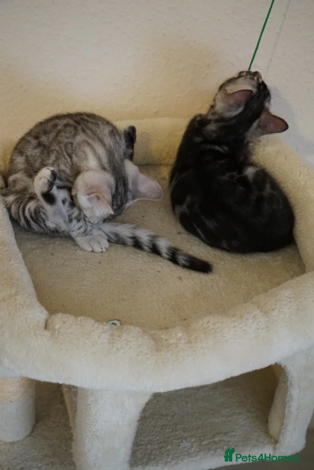 Bengal cats for sale: 2 Tica Registered male Bengal kittens for sale  in Windsor - Advert 2