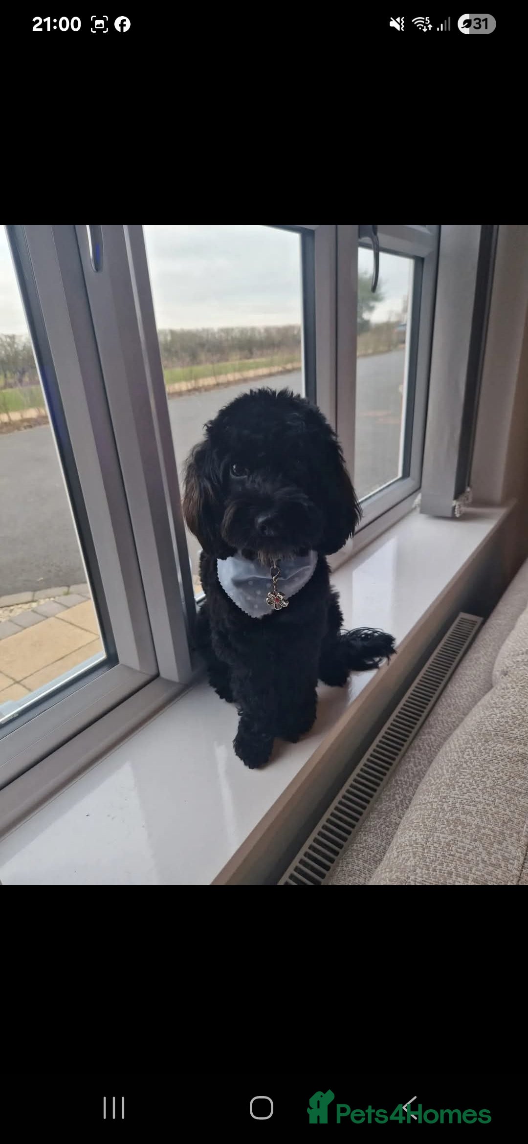 Cockapoo dogs for sale: Pregnancy confirmed due on 25th January  - Advert 2